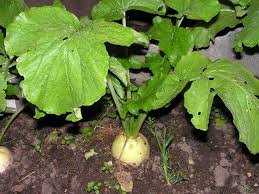 Image result for Raphanus sativus ssp. Oleiformes