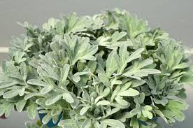 Attēlu rezultāti vaicājumam “Arcyria helvetica stalked”