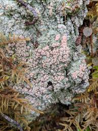 Attēlu rezultāti vaicājumam “Icmadophila ericetorum”