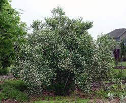 Attēlu rezultāti vaicājumam “Lonicera tatarica”