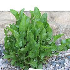 Attēlu rezultāti vaicājumam “Armoracia rusticana leaf”