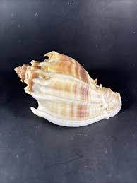 Image result for Melongena corona