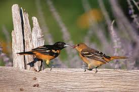 Image result for Icterus galbula