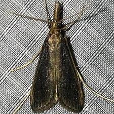 Attēlu rezultāti vaicājumam “Donacaula mucronella”