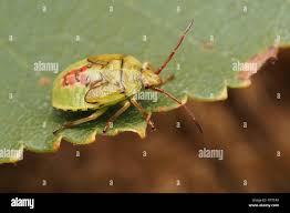 Attēlu rezultāti vaicājumam “Elasmostethus interstinctus nymph”