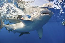 Image result for Carcharhinus galapagensis