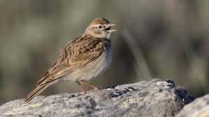 Image result for Calandrella brachydactyla