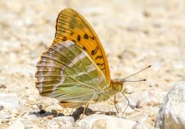 Attēlu rezultāti vaicājumam “Argynnis paphia underside”