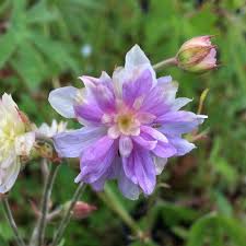 Image result for Geranium `Summer Skies`