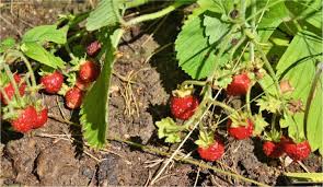 Attēlu rezultāti vaicājumam “Fragaria viridis fruit”
