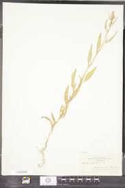 Attēlu rezultāti vaicājumam “Atriplex littoralis”