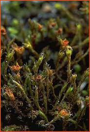 Attēlu rezultāti vaicājumam “Schistidium apocarpum stalked”