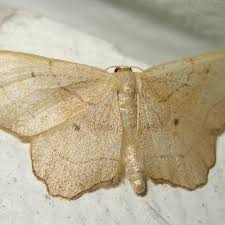 Attēlu rezultāti vaicājumam “Idaea emarginata”
