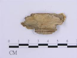 Attēlu rezultāti vaicājumam “Oxyporus corticola”