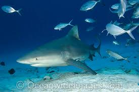 Image result for Carcharhinus leucas