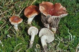 Image result for GemüseeuleGrüßle