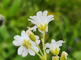 Attēlu rezultāti vaicājumam “Cerastium arvense”