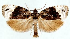 Attēlu rezultāti vaicājumam “Apotomis betuletana”