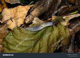 Attēlu rezultāti vaicājumam “Krynickillus melanocephalus”