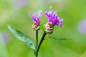 Attēlu rezultāti vaicājumam “Centaurea jacea bud”