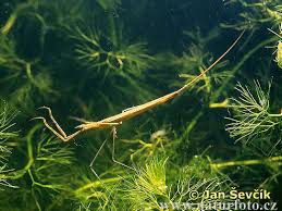 Attēlu rezultāti vaicājumam “Ranatra linearis”