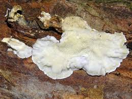 Attēlu rezultāti vaicājumam “Antrodia sinuosa”