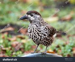 Attēlu rezultāti vaicājumam “Nucifraga caryocatactes adult”