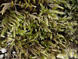 Attēlu rezultāti vaicājumam “Isothecium myosuroides”