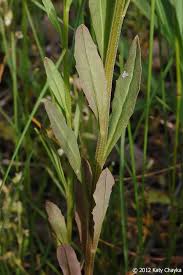 Attēlu rezultāti vaicājumam “Erysimum cheiranthoides flower”