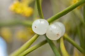 Attēlu rezultāti vaicājumam “Viscum album fruit”