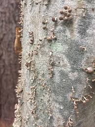 Attēlu rezultāti vaicājumam “Phleogena faginea stalked”