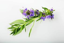 Image result for Ysop