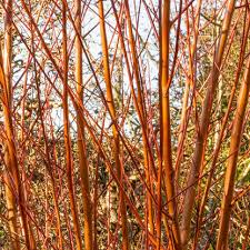 Attēlu rezultāti vaicājumam “Salix alba var. alba”