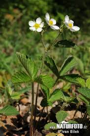 Attēlu rezultāti vaicājumam “Fragaria moschata flower”