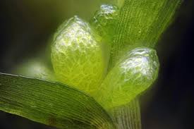 Attēlu rezultāti vaicājumam “Pohlia bulbifera”