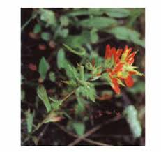 Attēlu rezultāti vaicājumam “Erysimum hieracifolium fruit”