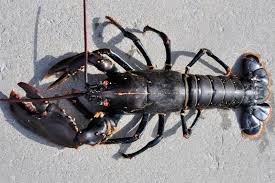 Image result for Homarus gammarus