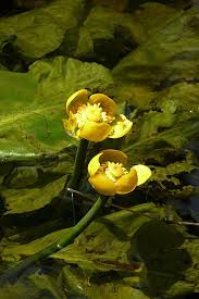 Attēlu rezultāti vaicājumam “Nuphar lutea fruit”