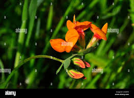 Attēlu rezultāti vaicājumam “Lotus corniculatus flower”