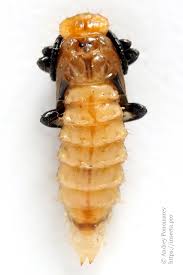 Attēlu rezultāti vaicājumam “Schizotus pectinicornis”