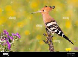 Attēlu rezultāti vaicājumam “Upupa epops”