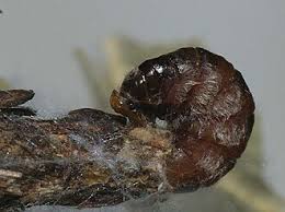 Attēlu rezultāti vaicājumam “Proutia betulina”