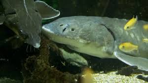 Image result for Acipenser transmontanus