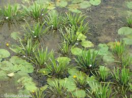 Attēlu rezultāti vaicājumam “Stratiotes aloides leaf”