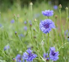 Image result for Centaurea cyanus