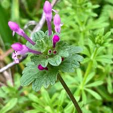 Attēlu rezultāti vaicājumam “Lamium amplexicaule flower”
