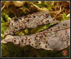 Attēlu rezultāti vaicājumam “Craterium minutum”