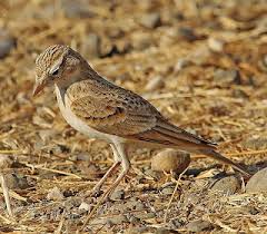 Image result for Calandrella brachydactyla