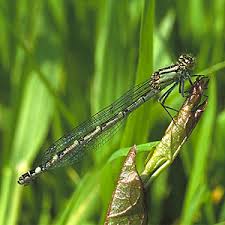 Attēlu rezultāti vaicājumam “Enallagma cyathigerum male”