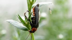 Attēlu rezultāti vaicājumam “Cantharis rustica”